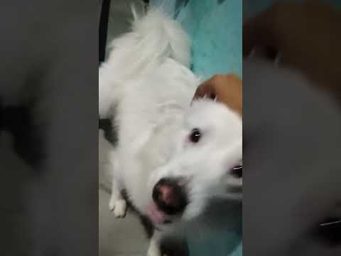 My dog 🐶🐶didn't give me Thanks  and coming to bite.  😍😍︶︿︶😊😊    soo bad  my dog coming to bite.  😎😎