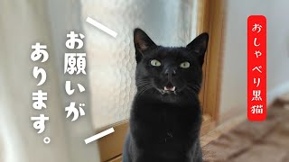 年末年始の犬猫日常Vlog｜庭に出たい猫と寝正月