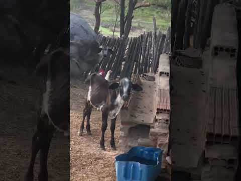 Belo Monte - Senador Pompeu- Ceará - Brasil .