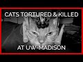 Cats Tormented and Killed at UW-Madison - YouTube