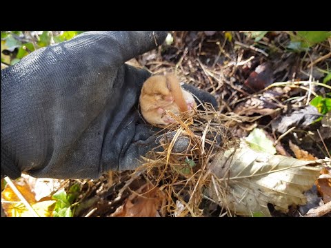 Baby Dormouse