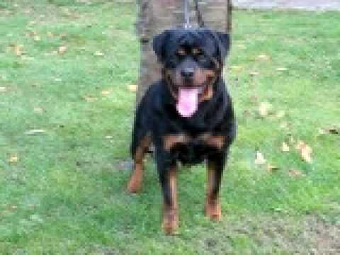 Serbian CH & Montenegro CH Faraon Von Haus Zizakov