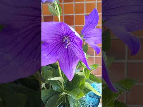 ラプンツェル桔梗 植物