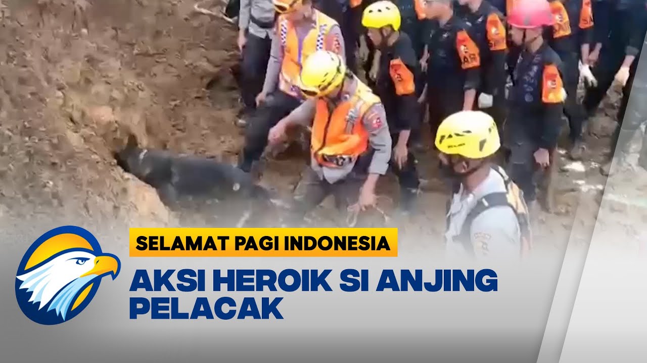 Aksi Heroik Si Anjing Pelacak