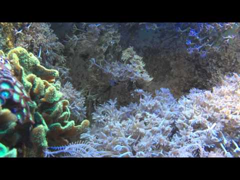 Clownfischpaar mit Gelege