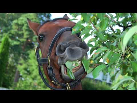 Lisa and Gamza´s Quido LT