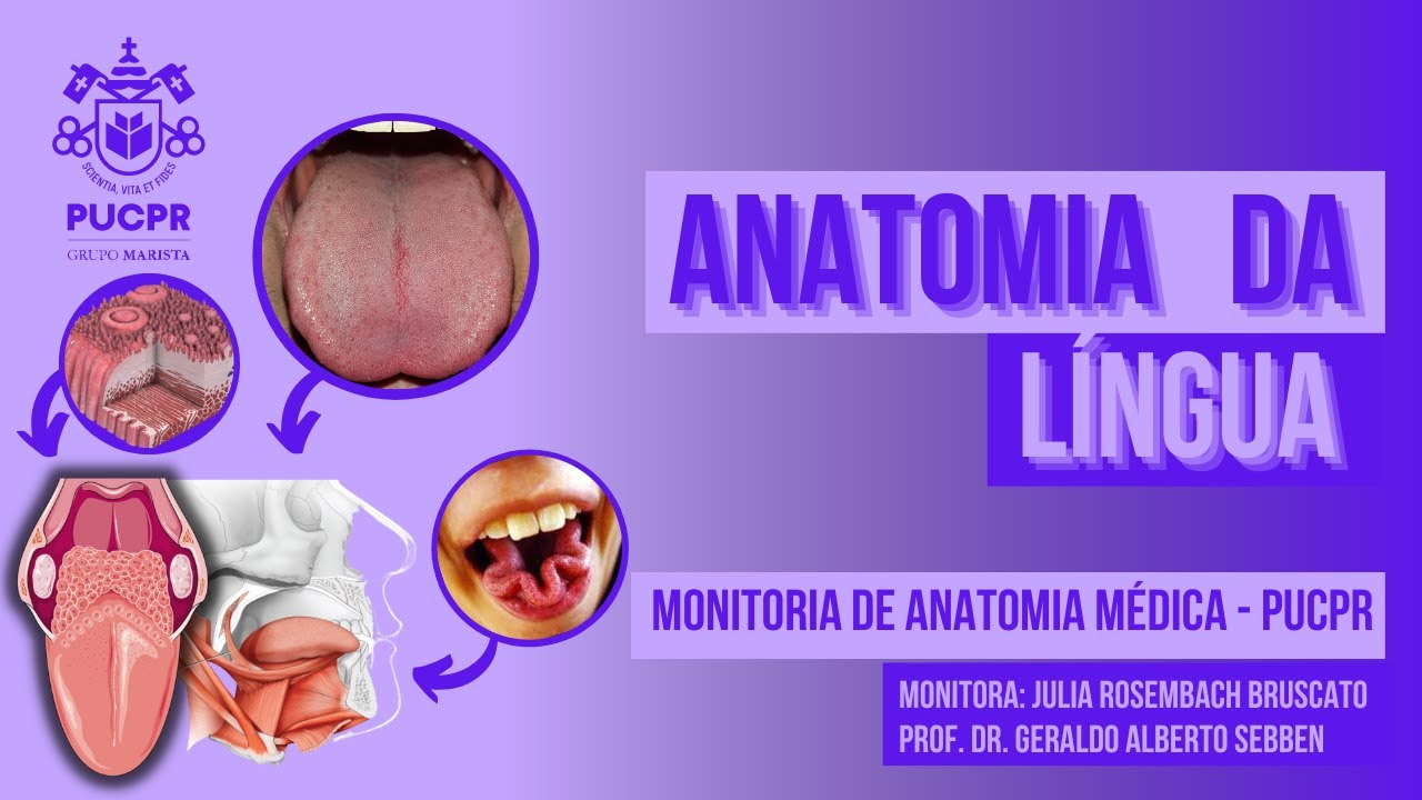 Anatomia da língua - Monitoria de Anatomia Médica II PUCPR