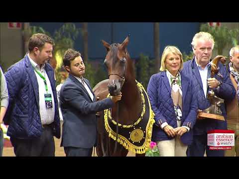 European Championship Highlights