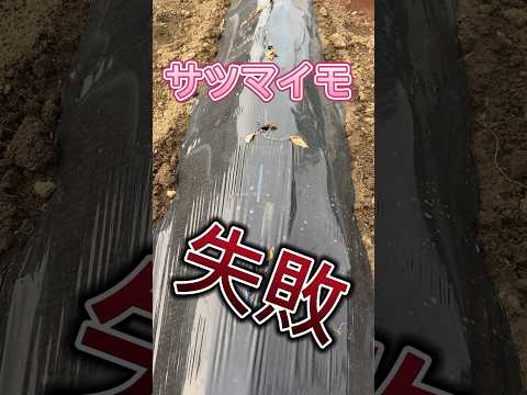  4月下旬の霜から植物を守るにはどうすればよいですか？若い植物を保存するための効果的な方法  庭園