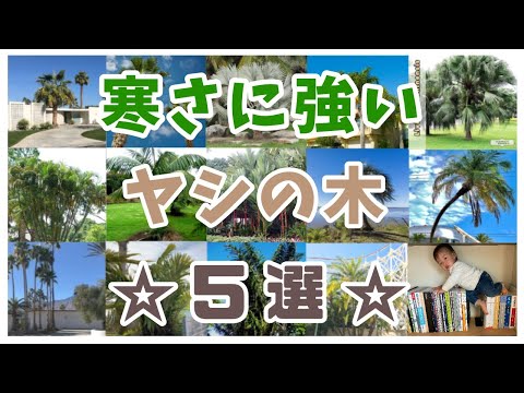 丈夫なヤシ: これらの種は軽い霜にも耐えます トピックス