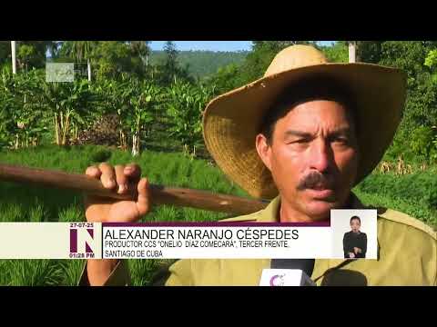 Campesino de Santiago de Cuba rompe esquemas con la siembra de arroz secano