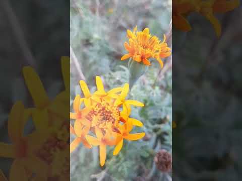 #music #flowers #naturelovesong #lovesong #nature #bollywoodmusic #song