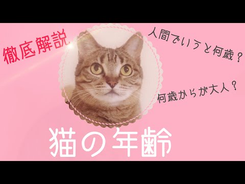 猫の人間年齢の計算方法