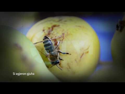 30 Mesime per agjeruesit -  Si agjeron gjuha 09