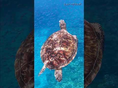 OKINOERABU Island フルバージョン