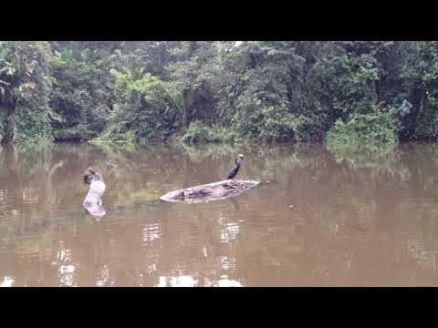 Amazing WAY of eating for Anhinga bird