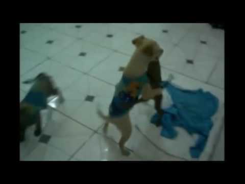 Nossa rachei de rir kkk se-increvaçe e deixa like