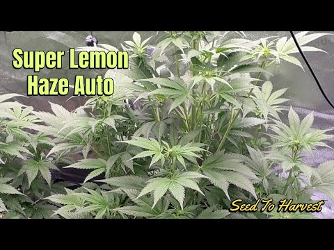 Autoflower Grow - Super Lemon Haze in Lite Living Soil - Samen bis zur Ernte