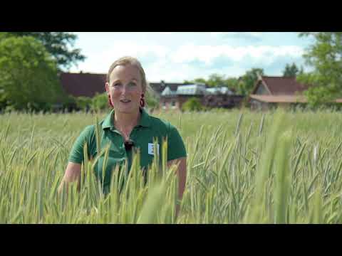 Über die Vorteile des Hybridroggens