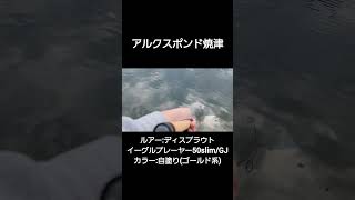 釣れてる動画　アルクスポンド焼津