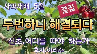 [사과재배] 신초 