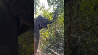 Download lagu Chi Mean already pull something but it’s not in her shopping list 😍❤️🐘 #elephant #kef #chimean mp3 Download lagu Chi Mean already pull something but it’s not in her shopping list 😍❤️🐘 #elephant #kef #chimean mp3