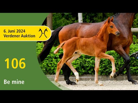 Verden Auction Online - Foals - June, 6th - No.  106 Be mine by Bonds - Fürstbischof