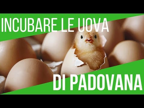 Il nome di targhe da lyambliya Se ci può essere ai vermi di bambino, ma non essere nellanalisi
