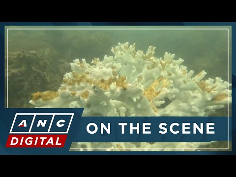 Brazil braces for worst coral bleaching ever ANC