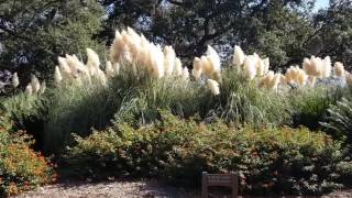 Your Environment Needs You to Avoid This Beautiful But Horrible Plant