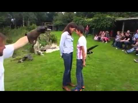 Watch the Hawk Flying Through A Tight Gap