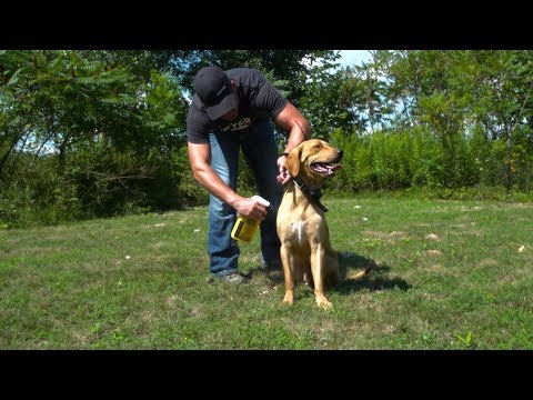 Sawyer Permethrin Insect Repellent Tips and Tricks for Sportsman and Dogs