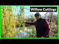 How To Propagate & Grow Weeping Willow Trees From Cuttings (Complete Process)