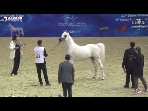 N 173 NADEER AL WAAB   Qatar Peninsula AHS for Individual Owners 2023   Stallions 7 10 Years Old Cla