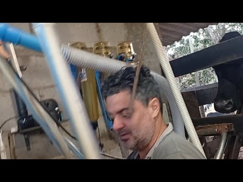 Na ordenha das vaquinhas... Em um Sítio em Morro Agudo de Goiás, na casa da Dona Vilma e do Pedro.