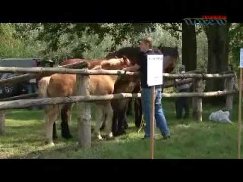 Drohiczyn - Breeding Horse Exhibition, City Days