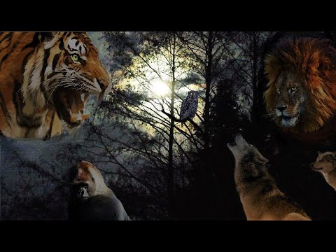Forest At Night  - Jungle - Wild Animals Ambience - Crickets Lion Tiger Wolves Owls&More