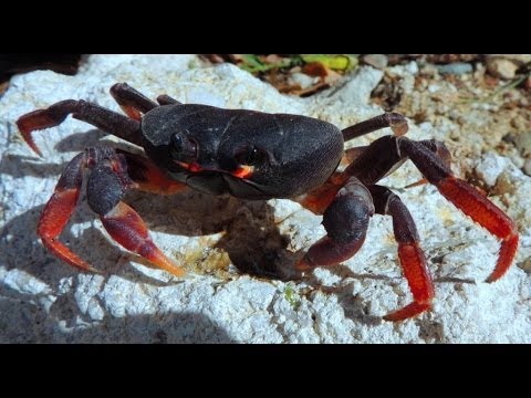 Juey Monita (Gecarcinus ruricola) Land Crab
