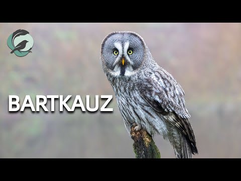 BARTKAUZ 💮Zwitscherportrait💮 kleinfein -- Vogelstimmen - Vogelportrait - Steckbrief