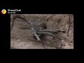Y2mate Com Daru Badnam Hot Monkey Dance 9QyaIOd5rPI 360p