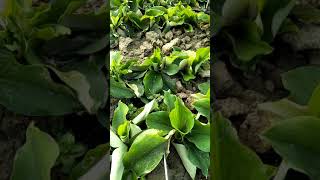 preview picture of video 'Kaempferia Galanga (Akangi )disease & solve .একাঙগী রোগ ও প্রতিকার।'