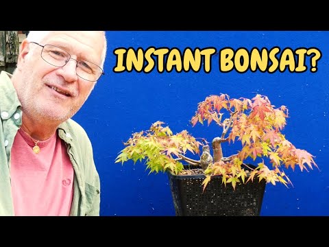 Airlayers Exposed Are They REALLY Worth the Hype?