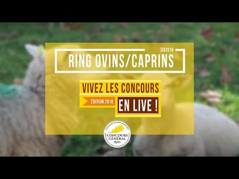 Voir la vidéo : Ring Ovins et Caprins du 04 mars 2018