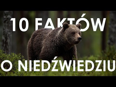 10 faktów o niedźwiedziu