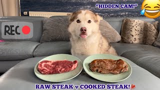 Hilarious Husky Puppy Cannot Resist The Steaks!😂. [HIDDEN CAMERA!!]