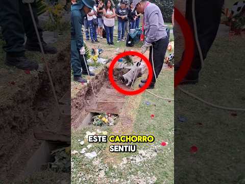 Esse CACHORRO EMOCIONOU TODO MUNDO! #curiosidades