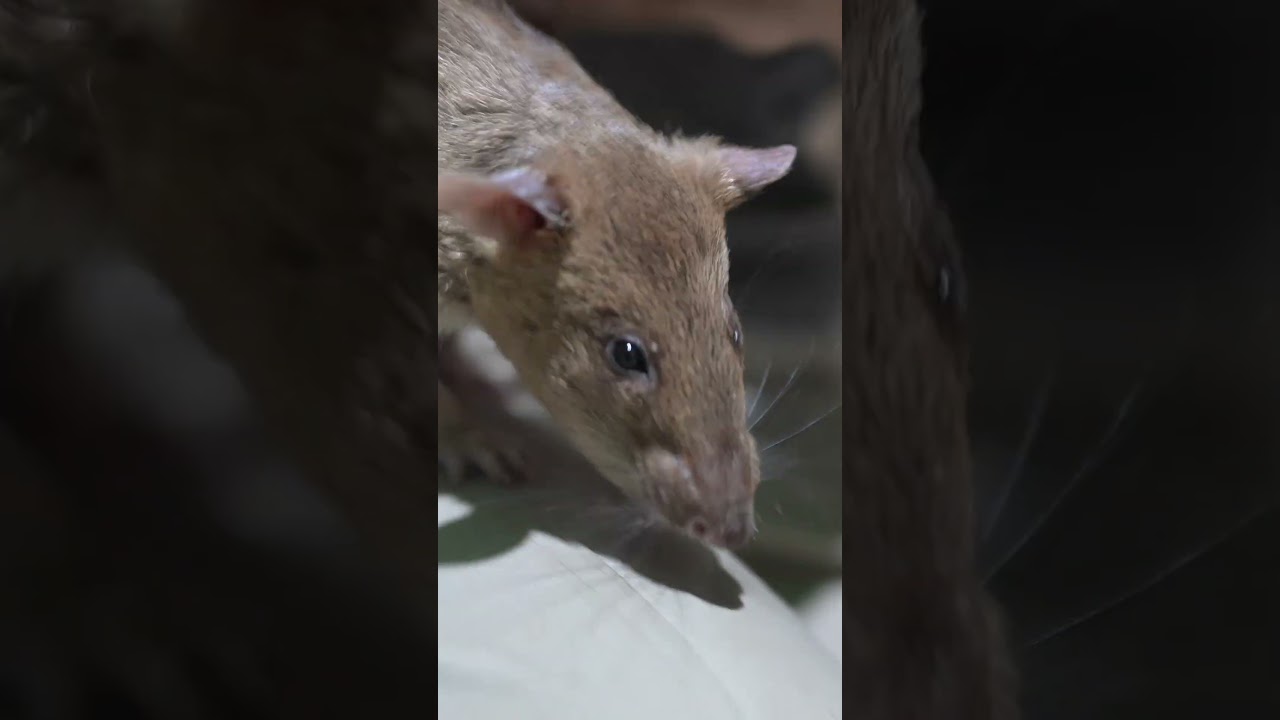 Even rats need sunscreen! ☀️