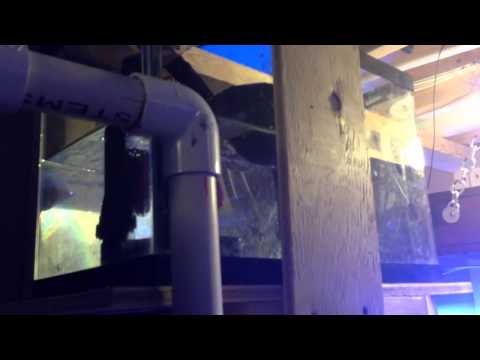 Surge device wave maker reef tank build and plumbing
