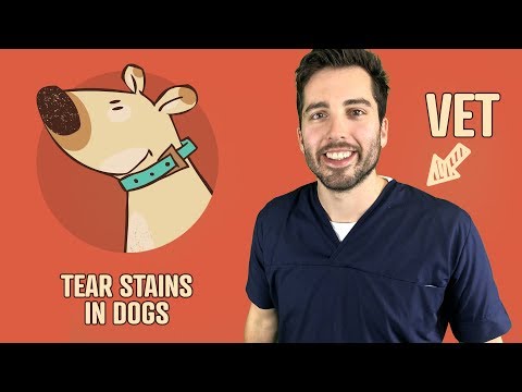 What Are Tear Stains In Dogs | Vet Explains