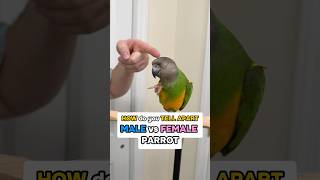 How Do You Tell Apart a Male vs Female Parrot?